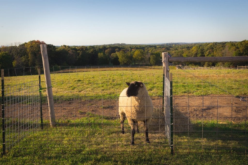 A resident of Weir River Farm by Joshua Ross Photography.